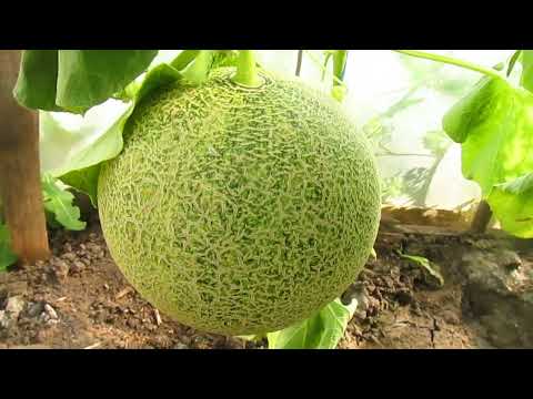 Видео: Дыни и Арбузы.  Формировка.