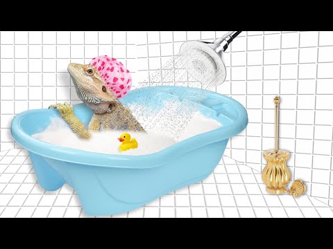 Видео: Купание ящериц. Как правильно купать бородатую агаму. Лайфхак с ромашкой.