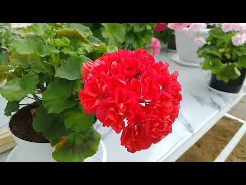 Видео: Пеларгонии вышли на улицу. Середина мая.