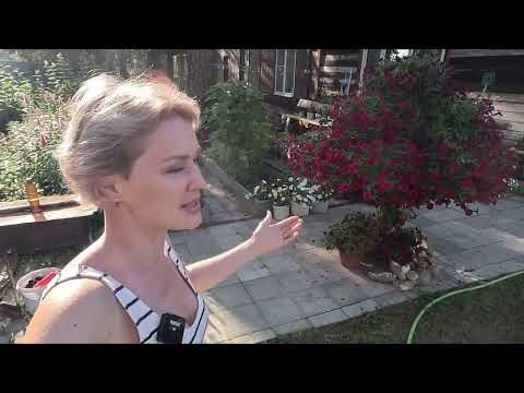 Видео: ВИРУС ИЛИ СТРЕСС НА ПЕТУНИИ.