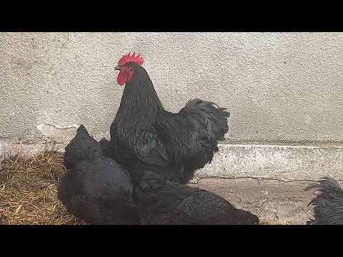 Видео: Кури Джерсійський Гігант зима 2025 рік