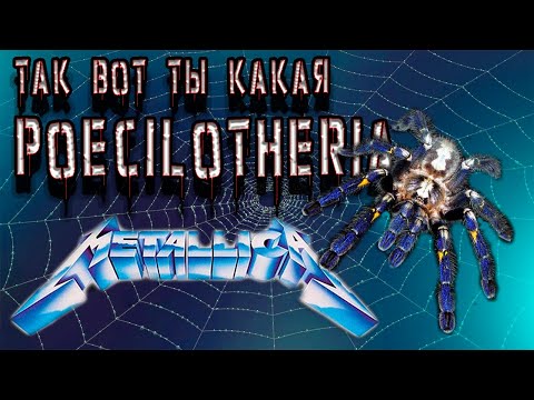 Видео: Poecilotheria metallica (Пецилотерия металлика) и другие пецилки