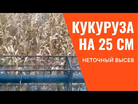 Видео: Кукуруза с междурядьем 25 см