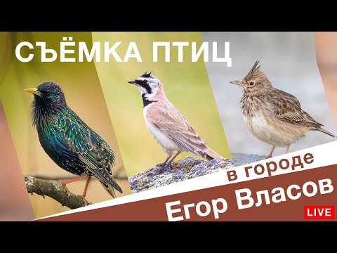 Видео: ФОТООХОТА — съёмка птиц в городе