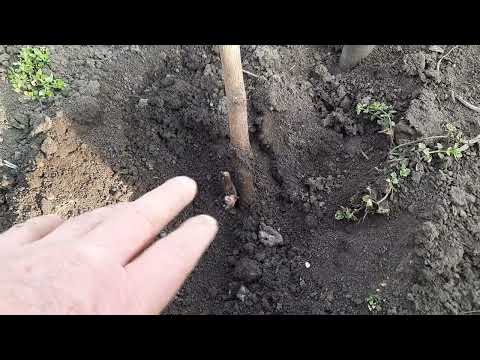 Видео: Уже можно открывать годичные саженцы винограда