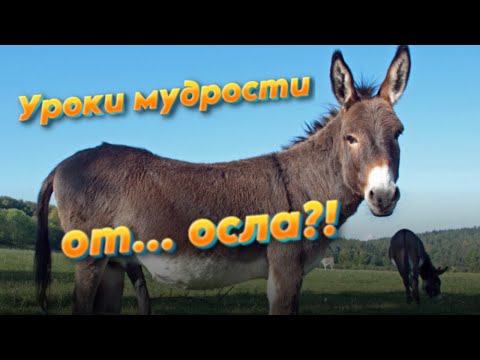 Видео: Разрушаем стереотипы о животных: осел — непонятый гений или просто упрямый?