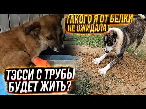 Видео: Белка ОБРАДОВАЛАСЬ🙈думала я ее забираю😔 Предложила Тэсси с трубы еды😱 Бельчик переезжает в котидом.