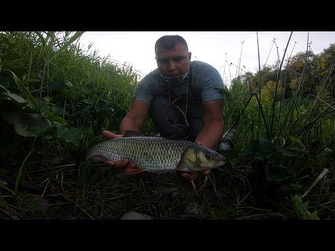 Видео: Ловля Голавля на хлеб