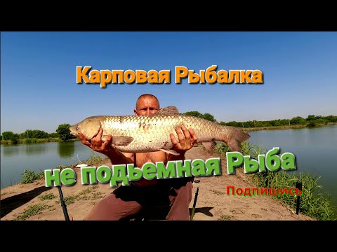 Видео: Неподъемный трофей. Чуреково # 2 #карповаярыбалка #рыбалканаамура #carpfishing #карп #амур #рыбалка