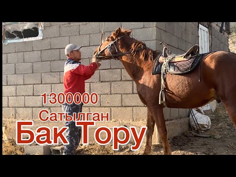 Видео: Бак Торунун Бел баласы 