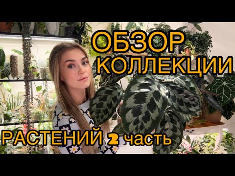 Видео: ОБЗОР КОЛЛЕКЦИИ КОМНАТНЫХ РАСТЕНИЙ 2 часть 