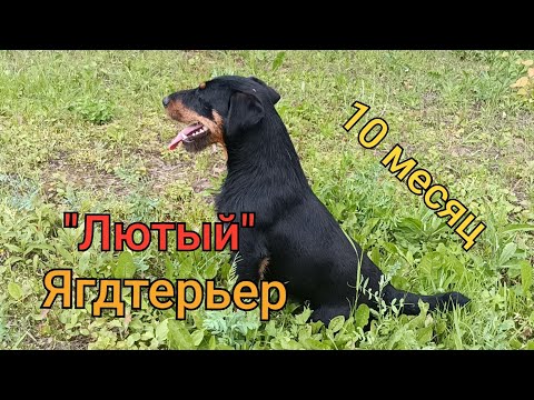 Видео: ягдтерьер Лютый нам 10 месяцев