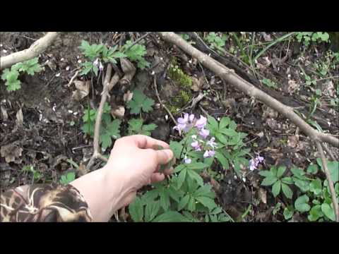 Видео: Съедобные растения в конце марта