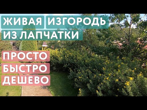 Видео: Лапчатка: живая изгородь легко, быстро и недорого. Солнечные цветы до поздней осени и курильский чай