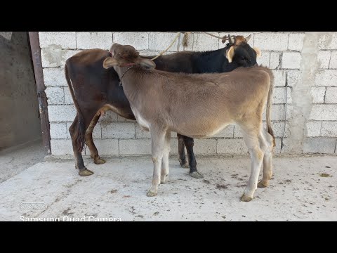 Видео: МОЛОРА КАПЕК КАРДЕМ 904580010.  17 сентября 2025 г.