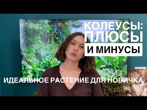 Видео: Колеусы: одно из самых НЕДООЦЕНЕННЫХ комнатных растений. Плюсы и минусы, уход, формирование куста