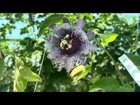 Видео: Пассіфлора Елізабет Passiflora Elizabeth