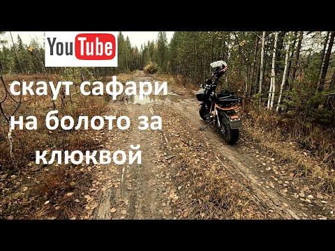 Видео: Скаут сафари на болото за клюквой