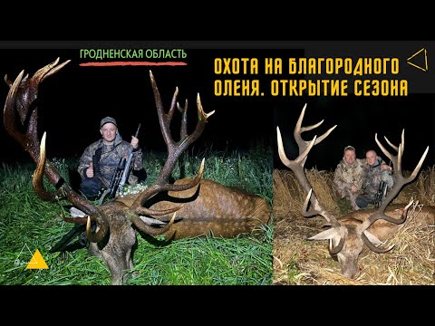Видео: Охота на благородного оленя! 