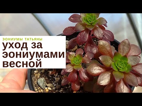 Видео: Уход за эониумами весной / Aeonium care in spring