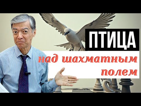 Видео: С высоты птичьего полета!