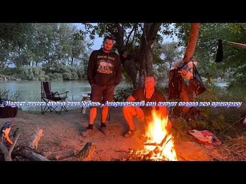 Видео: Река КУБАНЬ , выезд на рыбалку 2025 июнь  2 ночи, нерест сазана перекормленный американский сом