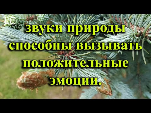 Видео: Пение птиц, может улучшать настроение и повышать общий уровень счастья. #музыкадлясна #природа