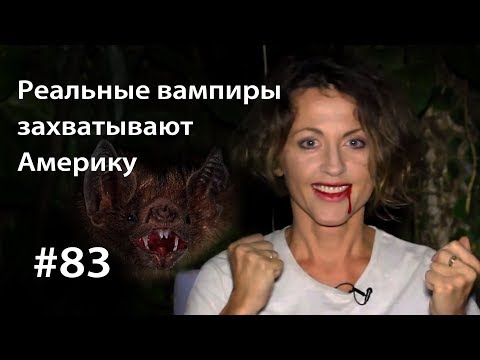 Видео: Как я охотилась на вампиров // Всё как у зверей #83