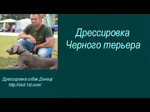 Видео: Дрессировка Черного терьера