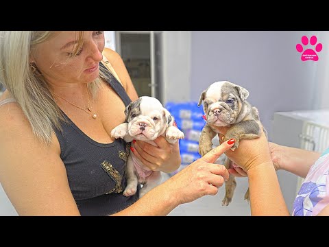 Видео: Родился всего один щенок! Как же так? Щенки булли и бульдоги!
