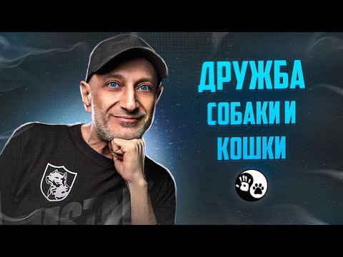 Видео: Как подружить собаку с кошкой