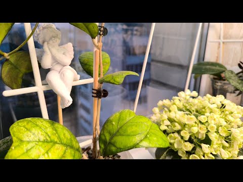 Видео: Орхидеи. Новинки в моей коллекции 😊 Полезности.24.05.2025.