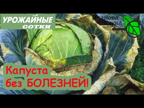 Видео: Вот так ПРАВИЛЬНО ухаживать за капустой! Ни болезней, ни вредителей!