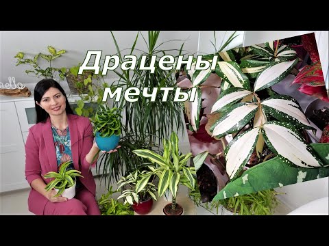 Видео: Драцены обзор 9 сортов - Распаковка посылки с неприхотливыми растениями из Польши