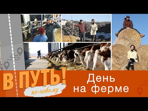 Видео: В путь! По-новому. День на ферме - 02/11/23