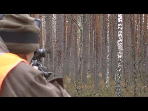 Видео: ЗАКРЫТИЕ ЗАГОННОЙ ОХОТЫ НА ЛОСЯ КОСУЛЮ ОЛЕНЯ