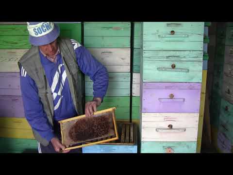Видео: Часть 2. Эксперимент на пасеке . двухматочное. двухсемейное содержание в ульях рут. Хранение суши.