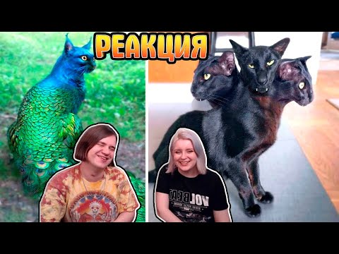 Видео: Одни на Миллиард! Самые Редкие Кошки в Мире | РЕАКЦИЯ НА @smartpizza8478 |
