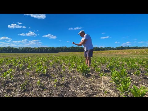 Видео: Шок контент❗️як боротися з ВАТОЧНИКОМ сирійським ❓❗️