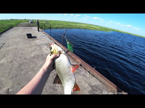 Видео: Нашли старый мост и как давай таскать.