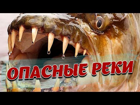 Видео: БЕЗ ЧЕШУИ - Опасные реки