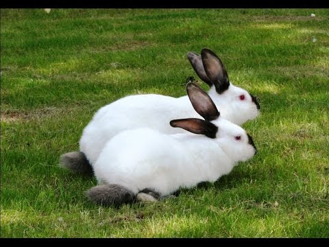 Видео: Разведение кроликов калифорнийской породы в ЛПХ Кубик