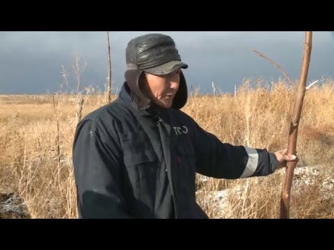 Видео: Садовод из Атырауской области вырастил тропическое дерево