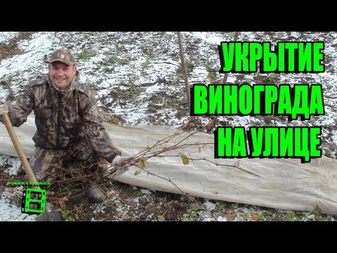 Видео: УКРЫТИЕ ВИНОГРАДА НА УЛИЦЕ САМЫЙ ПРОСТОЙ И НАДЕЖНЫЙ СПОСОБ. ПОДГОТОВКА ВИНОГРАДНИКА К ЗИМЕ