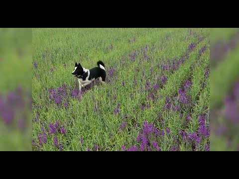 Видео: Воспитание щенков (новые команды, приучаю к воде).