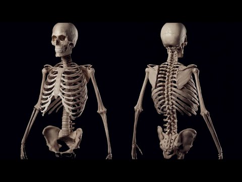 Видео: Қол | Аяқ сүйектері