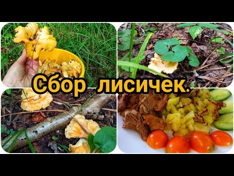Видео: НАБРАЛИ ВЕДРО ЛИСИЧЕК ЗА 30 МИНУТ, ВЫРУБКА ДЕРЕВЬЕВ ПРОДОЛЖАЕТСЯ.