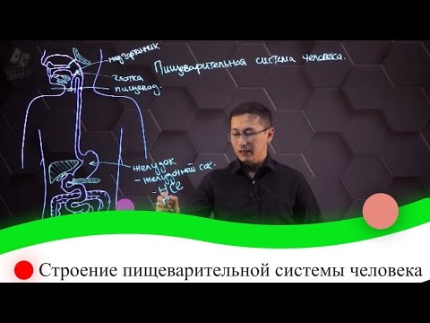 Видео: Строение пищеварительной системы человека. 8 класс.