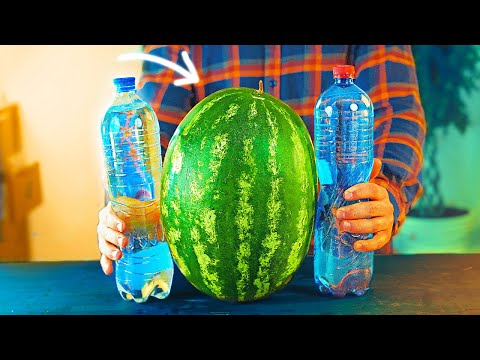 Видео: СКОЛЬКО ВОДЫ В АРБУЗЕ?
