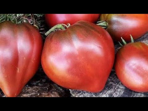 Видео: САМЫЕ УРОЖАЙНЫЕ ТОМАТЫ! 